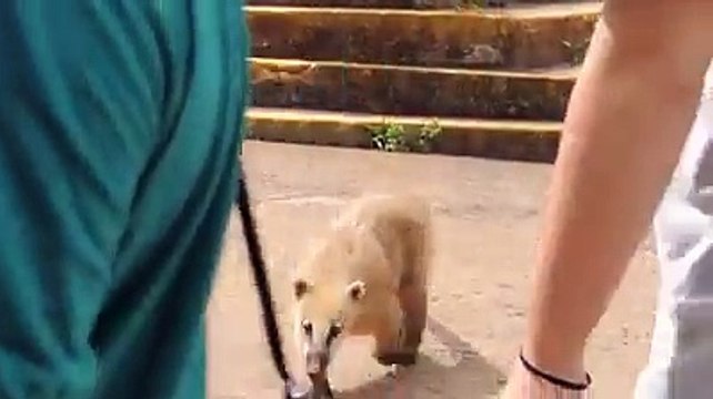 Hırsızlık Bu Hayvanların Kanına İşlemiş