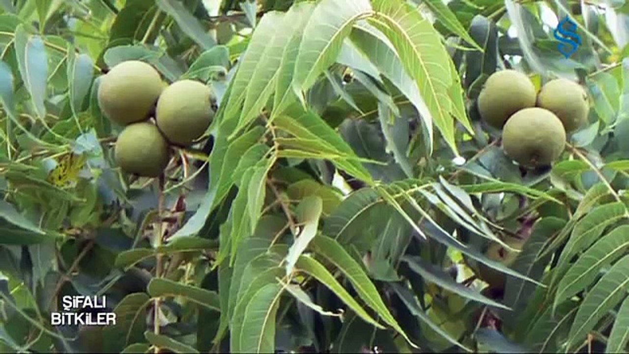 Cevizin Faydaları - Şifalı Bitkiler