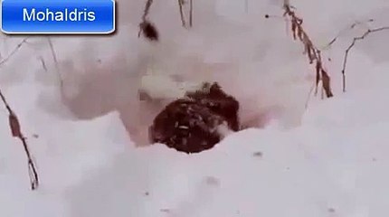 شاهد ابن عرس يقتل ارنب بوحشية