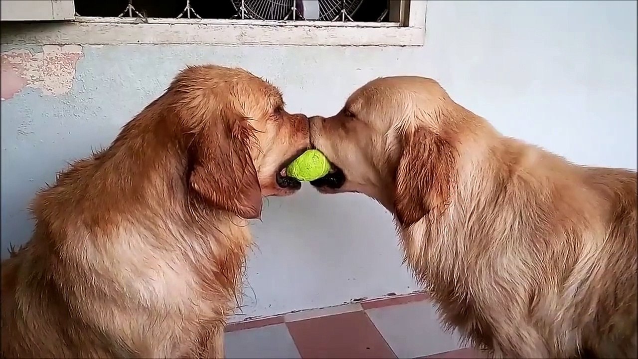 3 dogs on the same tennis ball  so cute Golden retrievers