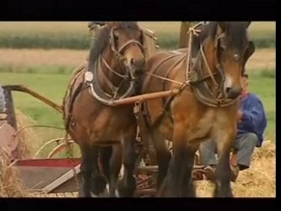 Le cheval ouvrier