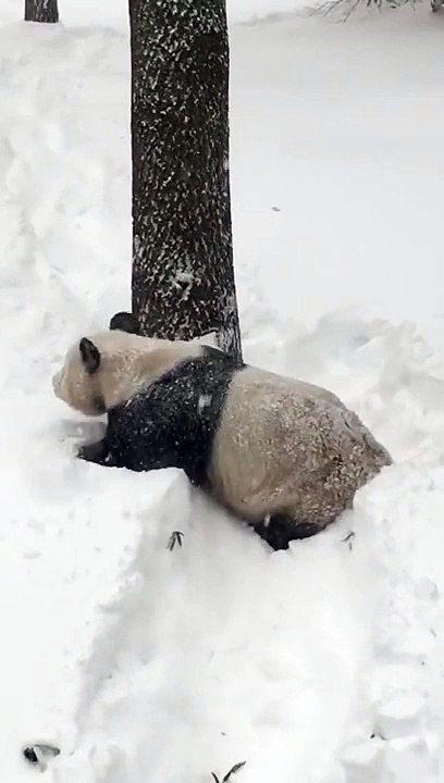 Snowzilla : la vidéo de ce panda dans la neige fait le tour de la Toile