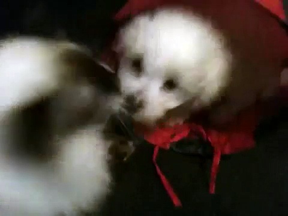 BICHON FRISE puppy - Beau - playing - 9 weeks old
