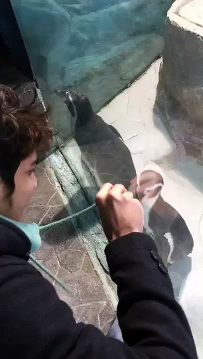 Funny animals , penguin at voronezh