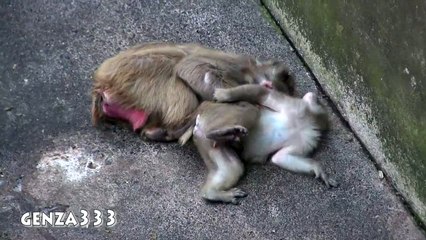 The Monkeys are playing around:Cute and Funny Fight Animal Video