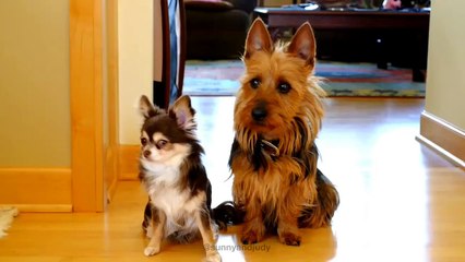Dog blames friend for pooping in the kitchen