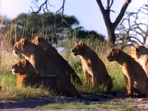 Лев убивает Гиену - Жесть!!! ( lions kill hyenas )