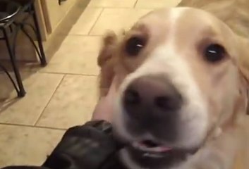 FUNNIEST DOGS EVER 2016