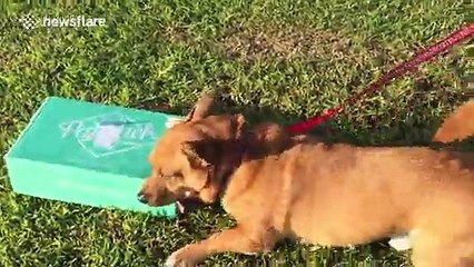 Dog opens PawPack in hilariously enthusiastic manner