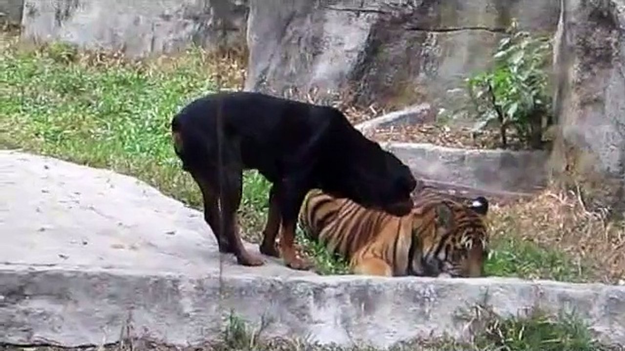 tiger and dog
