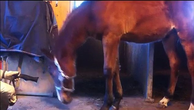 150109 clickertraining foal