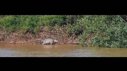 Ягуар атакует крокодила