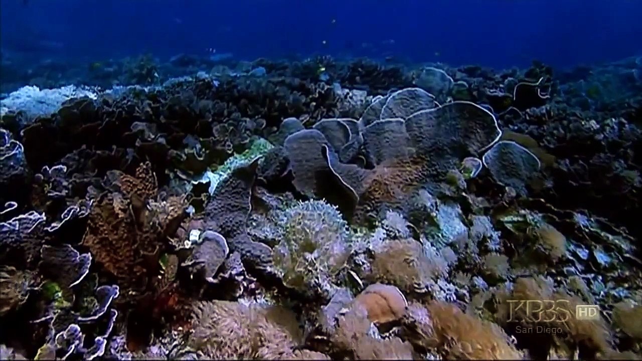 Kings of Camouflage 2015  - National Geographic Documentary 2015