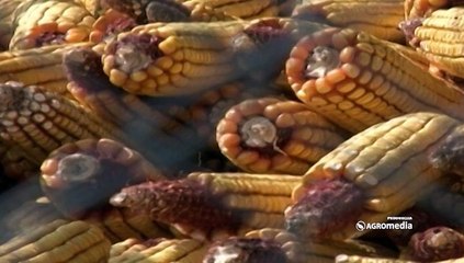 Vesti - Ko može da vam pomogne da se pripremite za IPARD programe_432_26.12.2015.