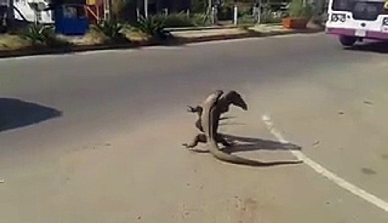 Combat de gros lézards dans la rue