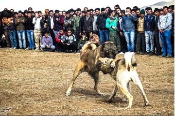 İran'da Tepki Çeken 'Köpek Dövüşü'