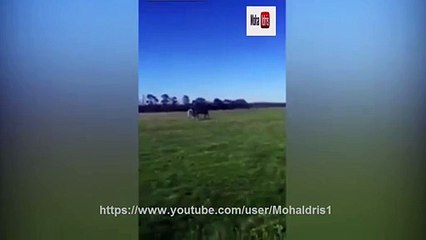 Angry Horse kicking girl in her face