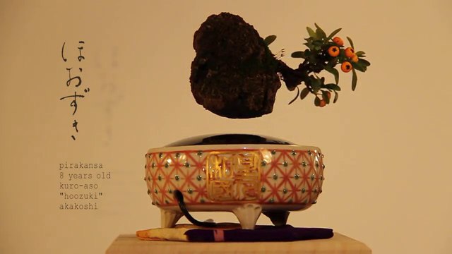 Des entrepreneurs japonais créent un bonsaï volant