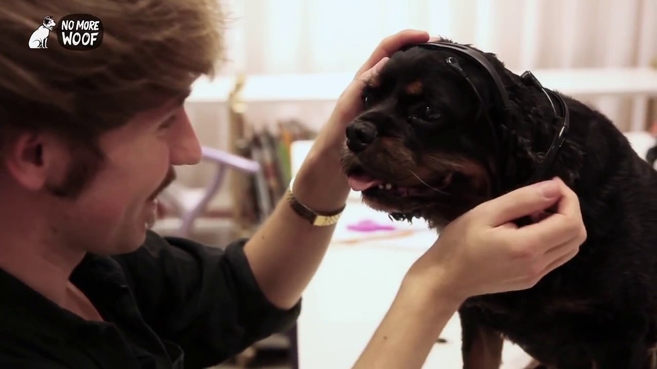 Un traductor de ladridos para que sepas lo que dice tu perro