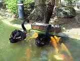 Swans feeding koi fish. This makes feeling hopeful for Mother Nature