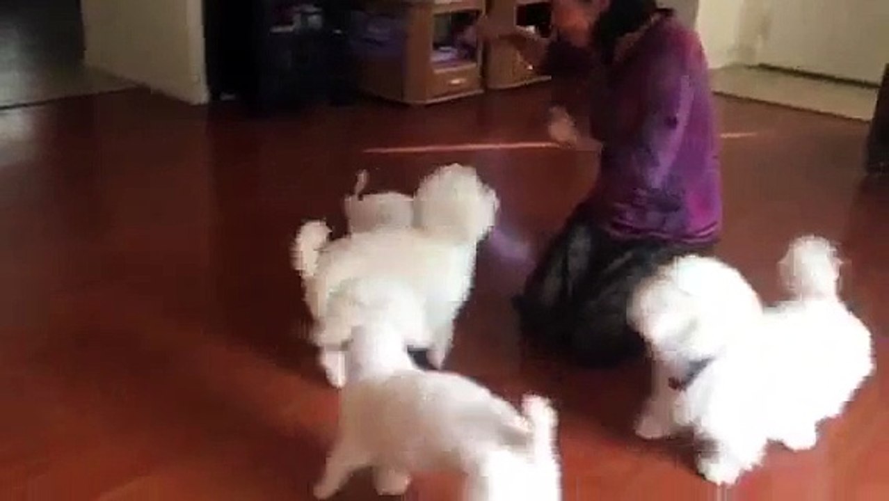 Bichon frise family. 比熊犬三代同堂