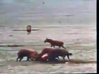 Для Льва 5 гиен по уху..й!