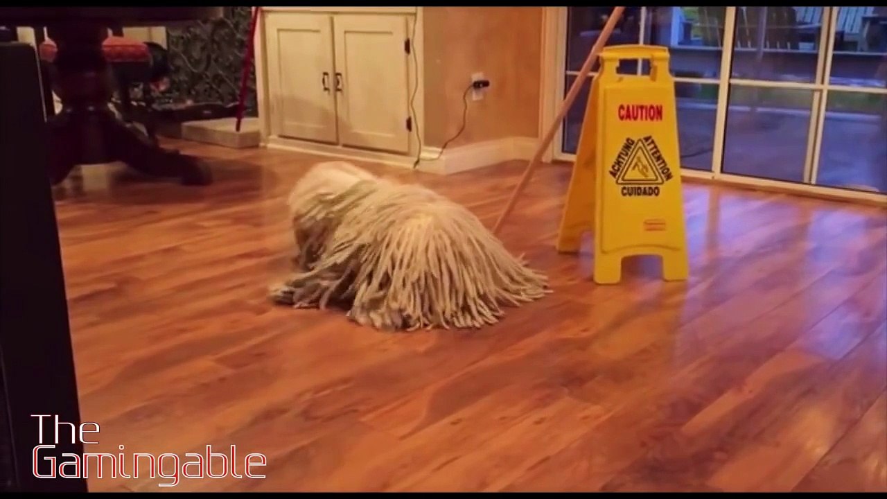 ZEPPELIN ANIMAL FOOL
