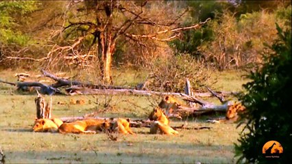 Mega Pride (17 ) of Lions - 29 September  2012 - Latest Sightings