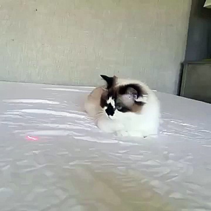 Cat Chases Laser on Bed