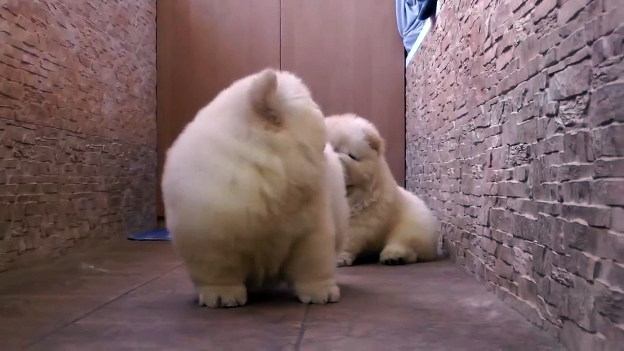 Chow Chow Puppies Play