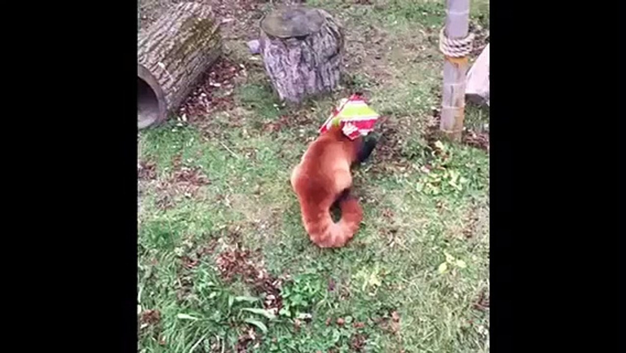 Red Panda gets head caught in Christmas package
