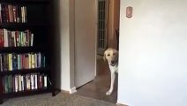 Dog Conquers Fear of Stepping onto Carpet | Golden Retriever