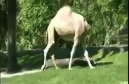 Camel With No Head -Is it real ?? Watch the Video-Top Funny Videos-Top Prank Videos-Top Vines Videos-Viral Video-Funny Fails
