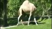 Camel With No Head -Is it real ?? Watch the Video-Top Funny Videos-Top Prank Videos-Top Vines Videos-Viral Video-Funny Fails