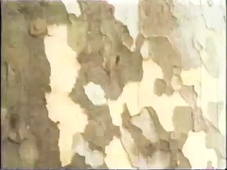 Gregory J  Markopoulos ~ Sorrows (1969)