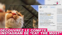 Découvrez le compte Instagram de “Cat The Most” ! Tout de suite avec Wamiz TV dans la minute chat #110