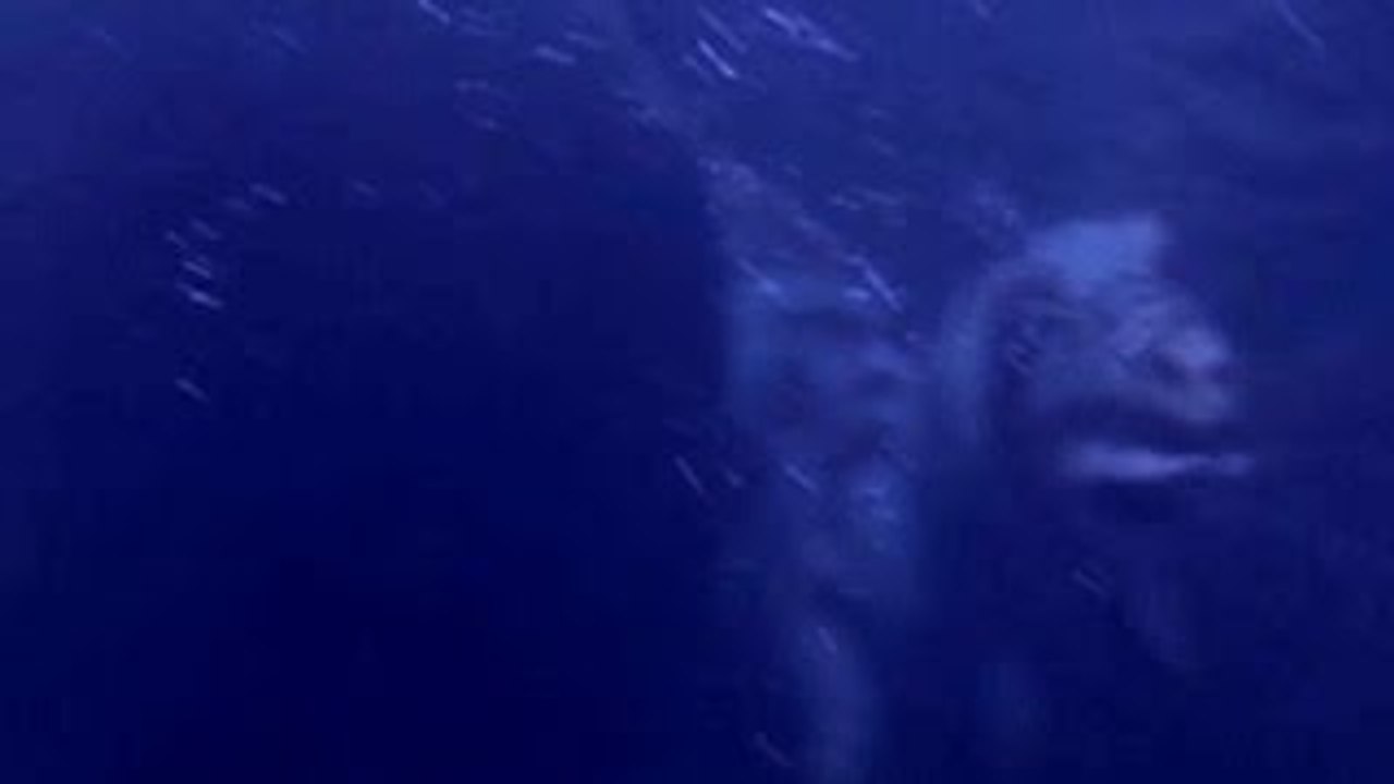 Dinosaur Scary Video!!? UFO Sightings Cryptid Monster Video [Public Reacts] 2015 RAW Video!