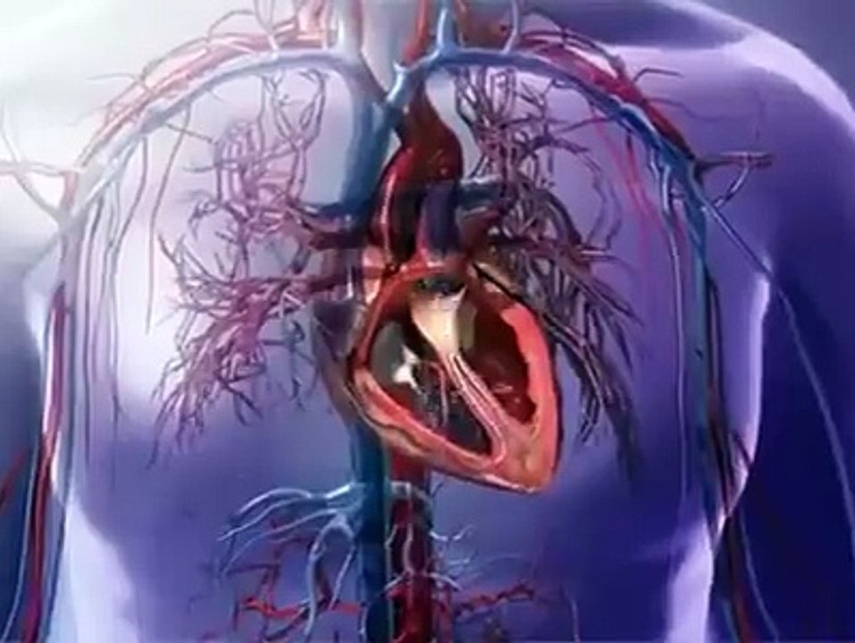 How does your heart work.