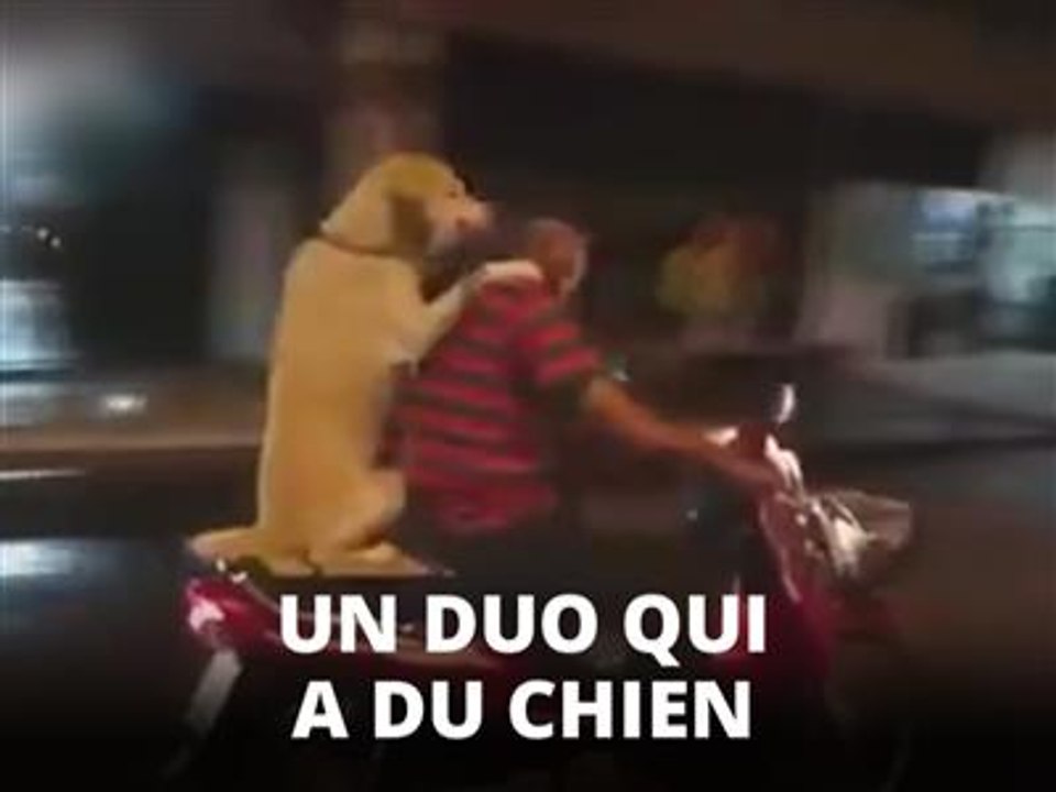 Un chien debout sur un scooter tient un parapluie !