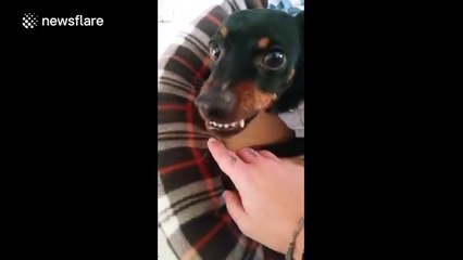 Rather angry mini doberman does not want to touch his food