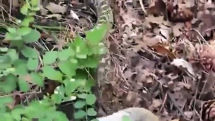 Animal Attack Squirrel Attack big Snake 2016