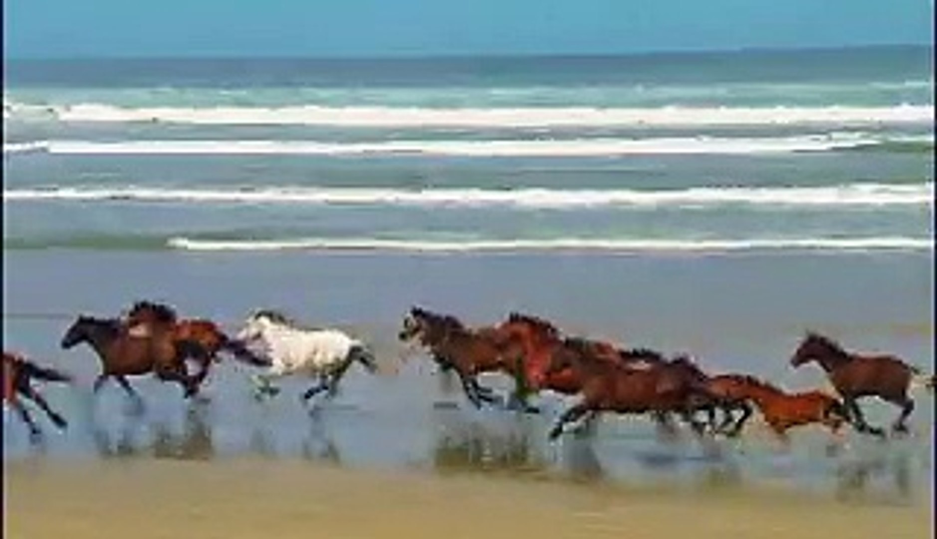 animals