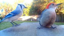 Blue Jay Woodpecker and Squirrel Feeding