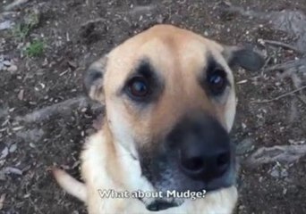 Owner Writes a Catchy Song About His Dogs