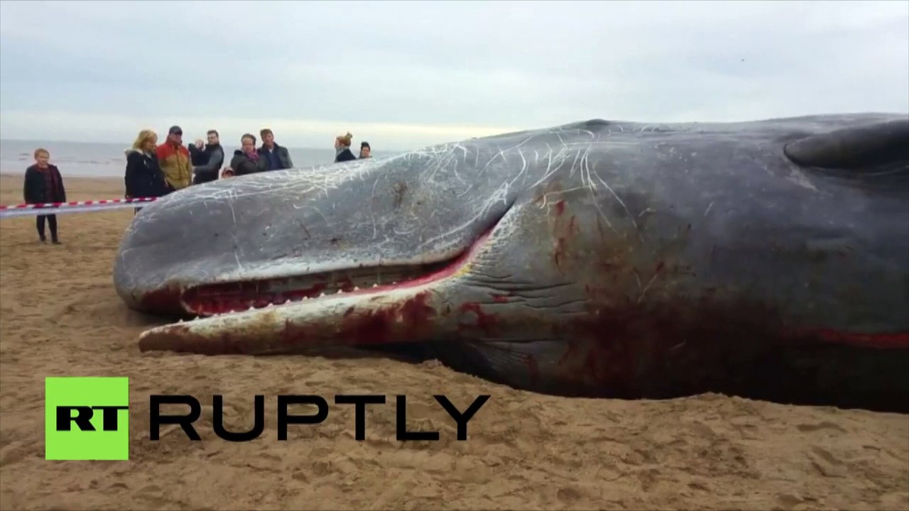 Des cachalots s’échouent sur les côtes britanniques