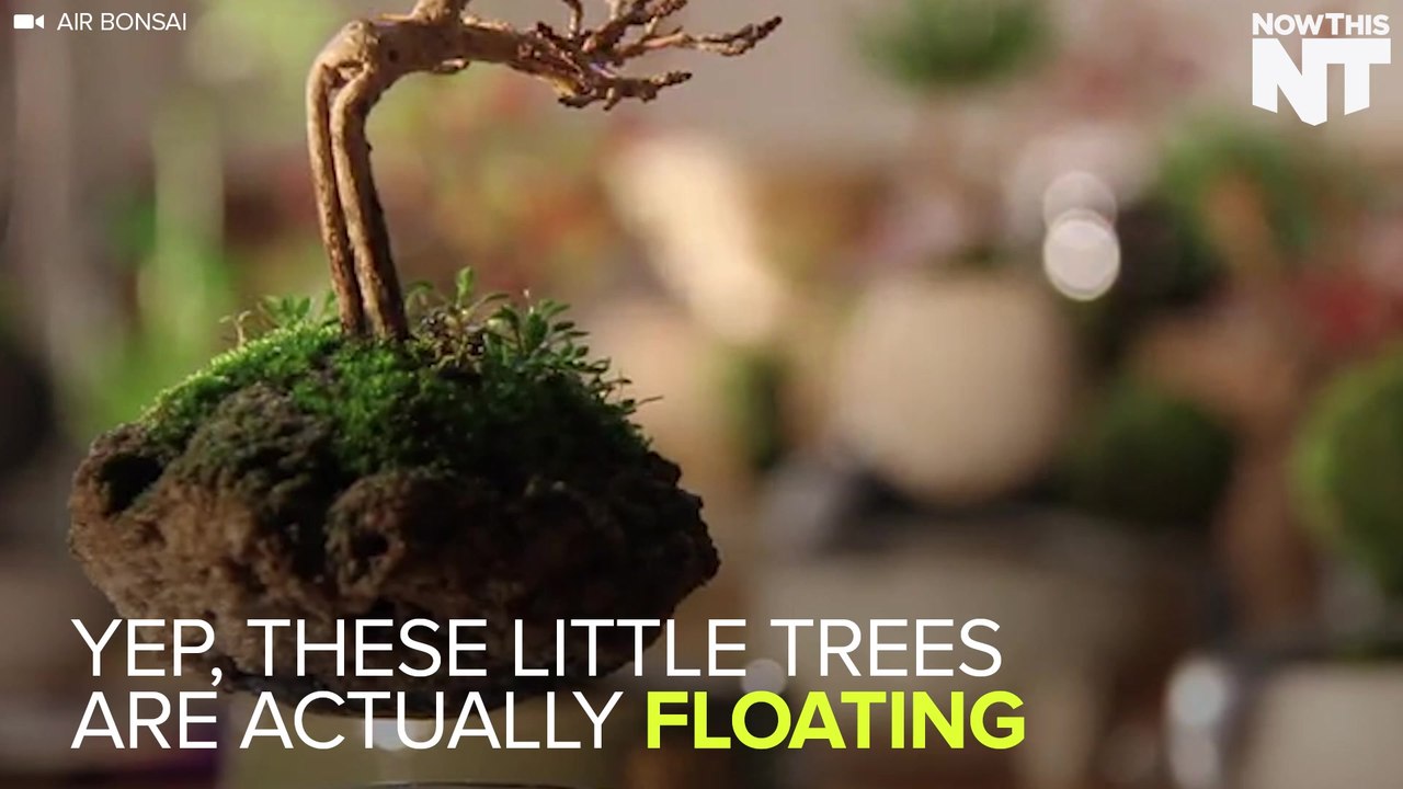 These Bonsai Trees Literally Float In The Air
