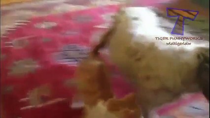 Funny cats annoying dogs Cute animal compilation
