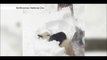 Excited Giant Panda Tian Tian enjoys Washington blizzard- BBC News