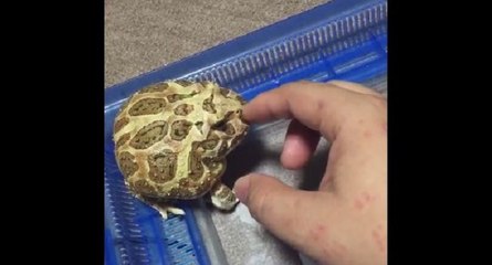 Ce crapaud fait la tête à son maître