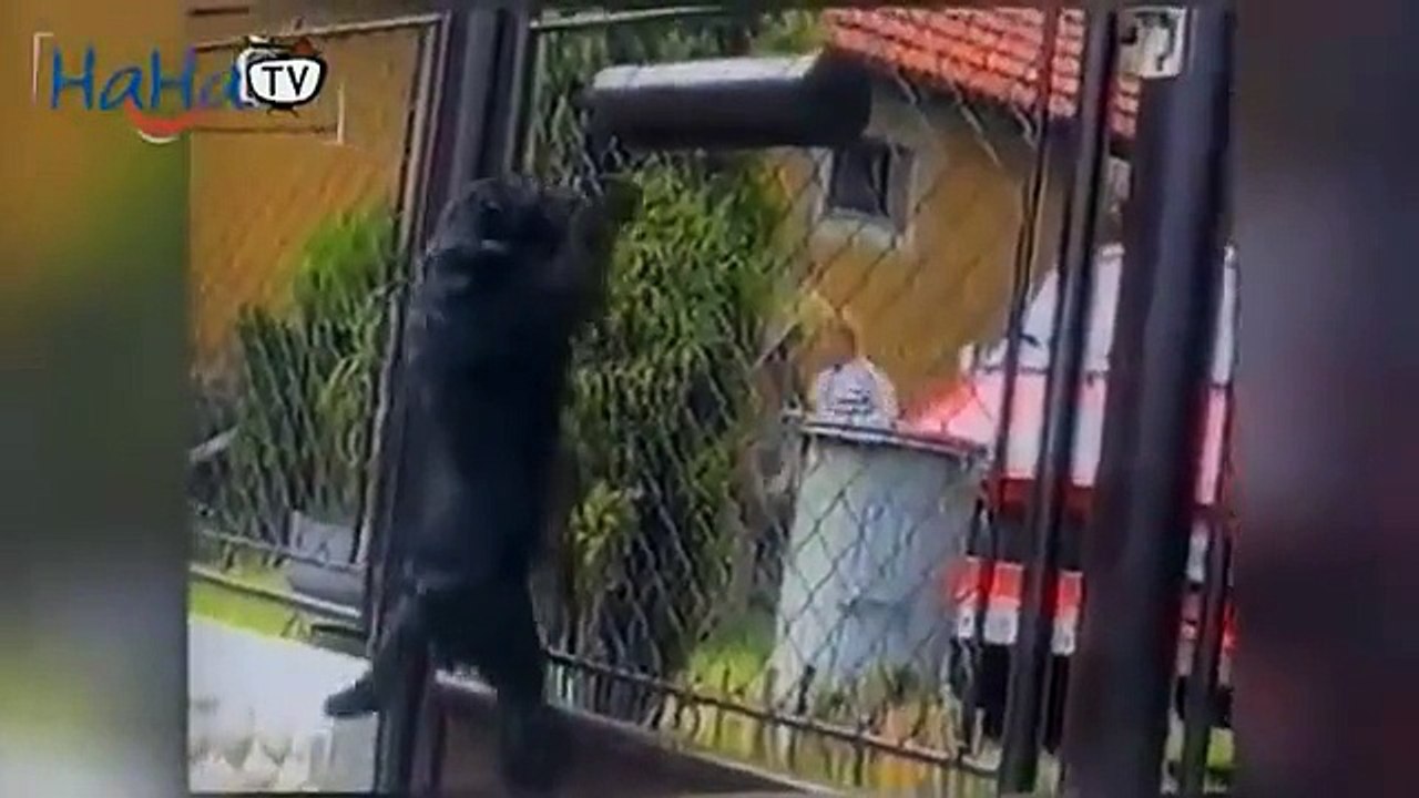 Funny Dog Compilation 2013